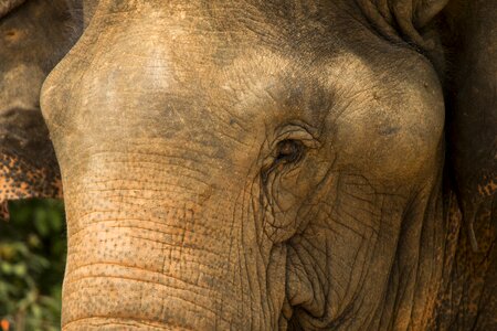 The head of the animal nature