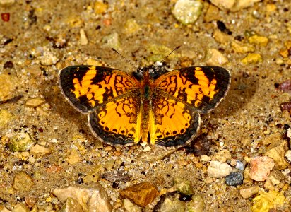 Today's Mass Extinction and Holocene-Anthropocene Thermal Maximum are being caused by the Super Rich (48988465567)