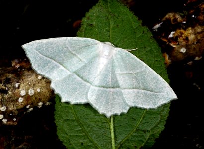 Today's Mass Extinction and Holocene-Anthropocene Thermal Maximum are being caused by the Super Rich (50711146951)