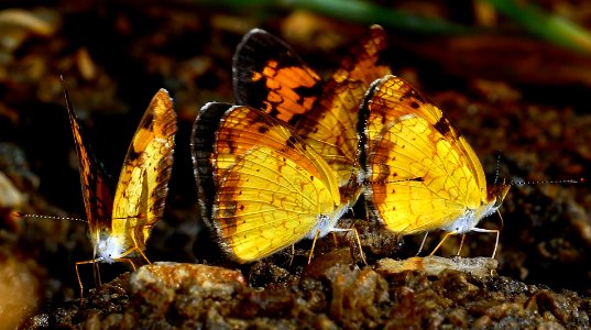 Today's Mass Extinction and Holocene-Anthropocene Thermal Maximum are being caused by the Super Rich (49750720457)