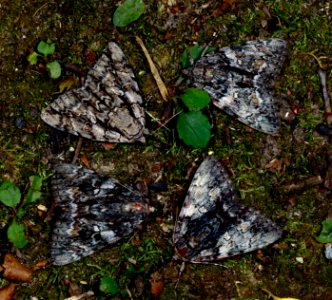 Today's Mass Extinction and Holocene-Anthropocene Thermal Maximum are being caused by the Super Rich (50774359463)