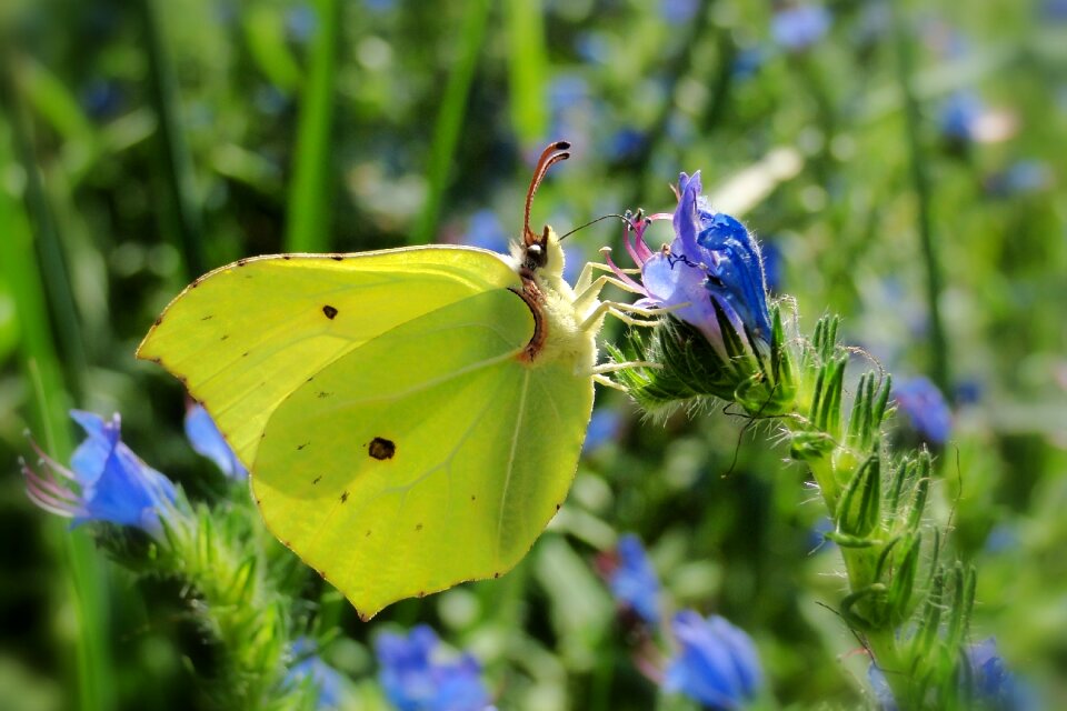 Plant butterfly day animals