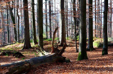 Tree nature landscape photo