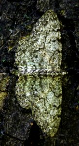 Todays Mass Extinction and Holocene-Anthropocene Thermal Maximum (24499920993)