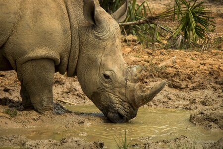 Nature animal the national park photo