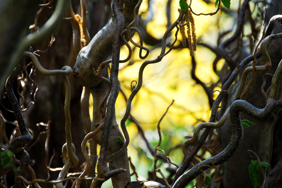 Nature leaf corkscrew