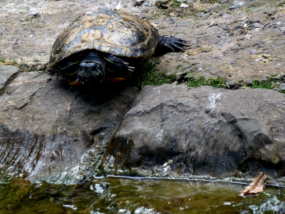 Tortuga (5960030807)