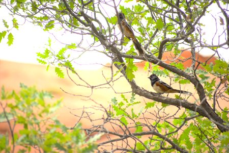 Towhees in a Tree (35547492031)