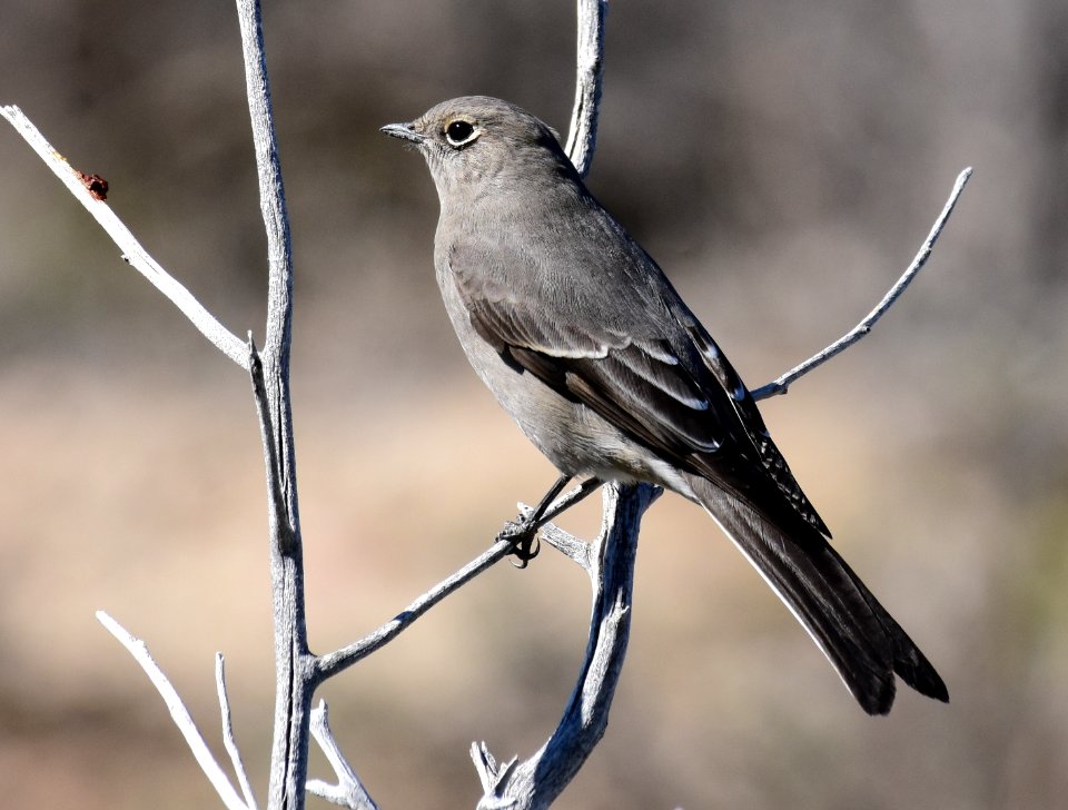 Townsend's solitaire at Seedskadee National Wildlife Refuge (51536089011)