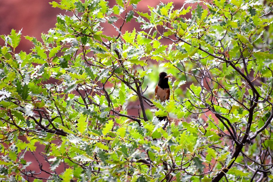 Towhee with lunch (35508928592)
