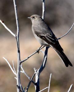 Townsend's solitaire at Seedskadee National Wildlife Refuge (51536092431)