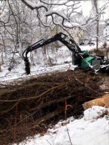 Tree clearing near O’Connell Boat Yard, February 2021