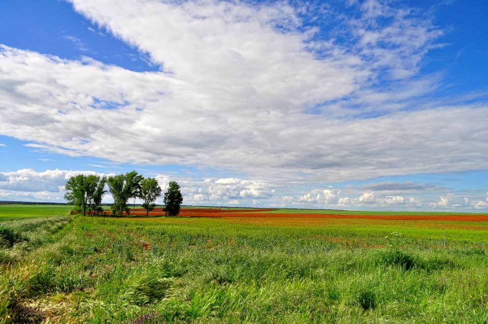 Trees and sown (42233099025)