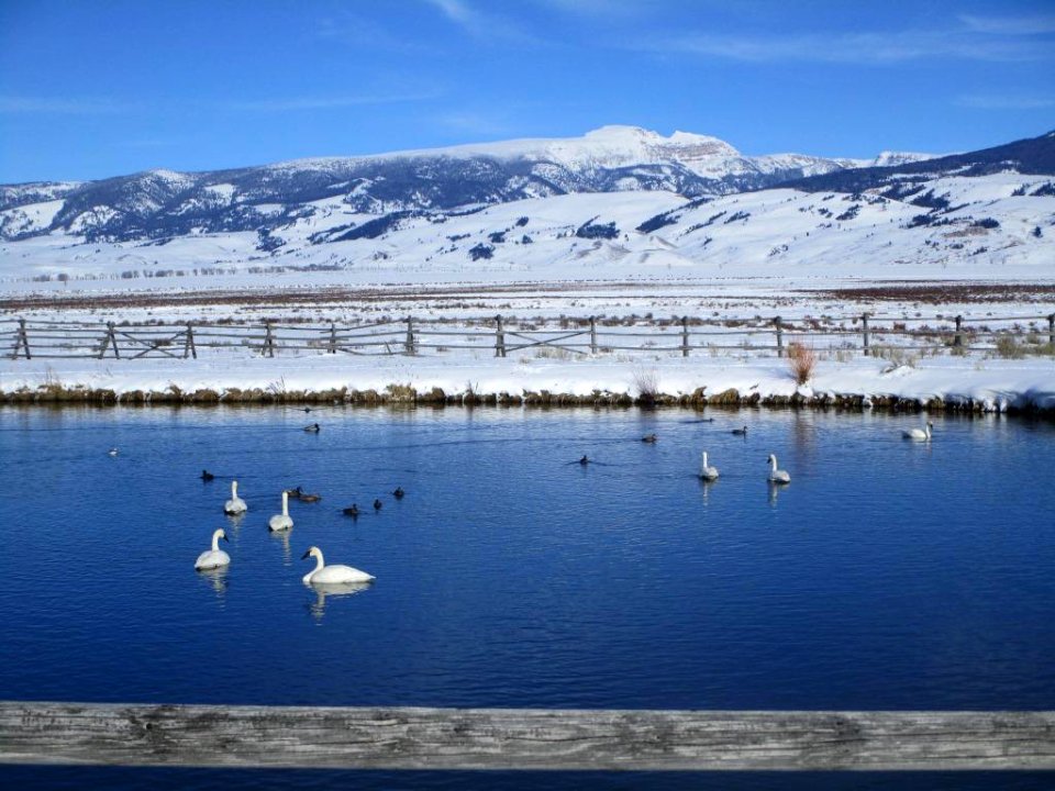 Trumpeter Swans at Jackson National Fish Hatchery (49753499806)