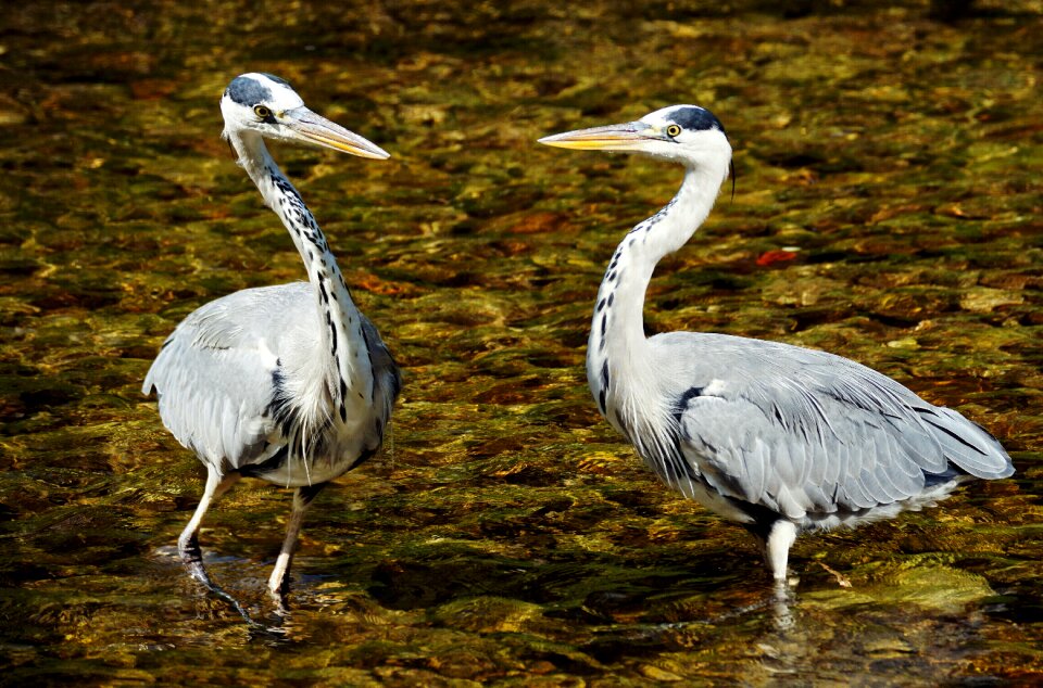 Eastern plumage animal world