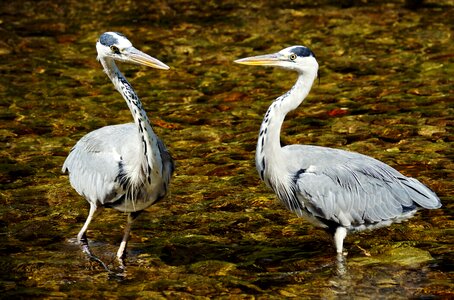 Eastern plumage animal world