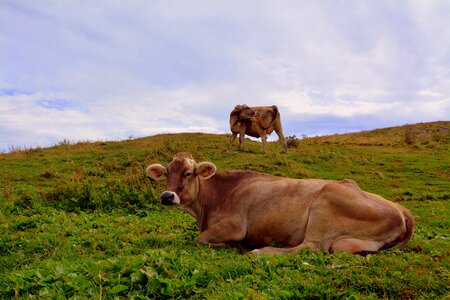 Pasture animals cows photo