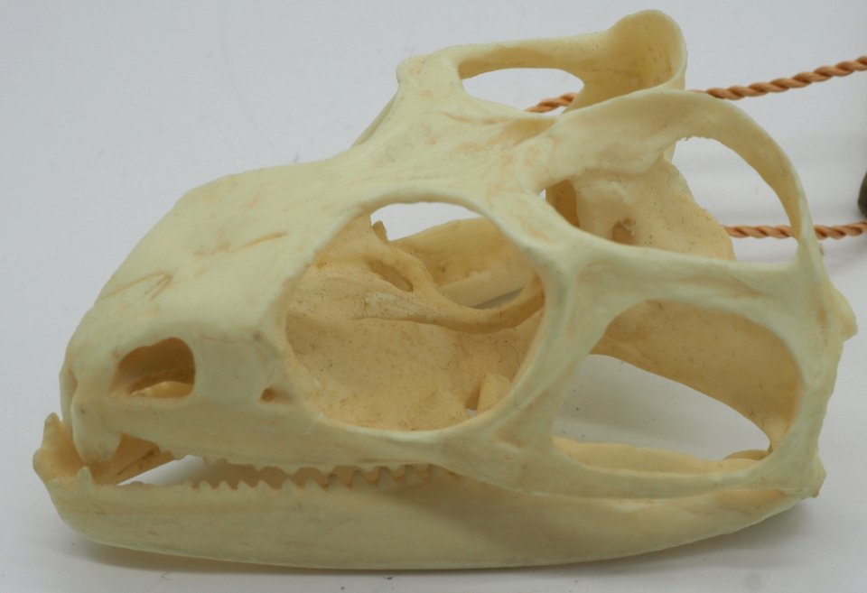 Tuatara Skull Lateral (50669113641)