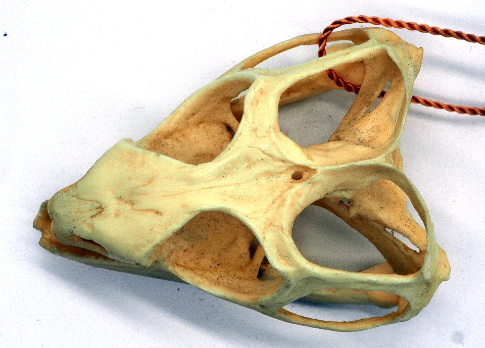 Tuatara Skull Doral (50668366013)