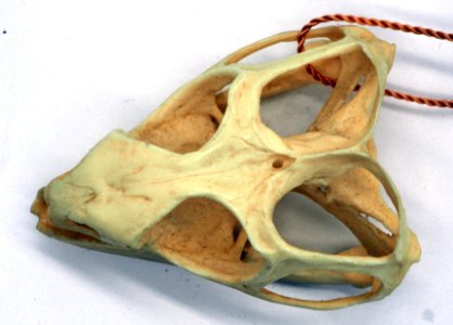Tuatara Skull Doral (50668366013)