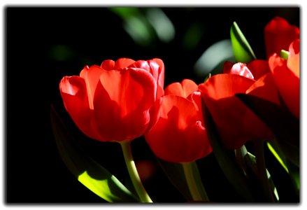 Tulipes au soleil (33404839578)