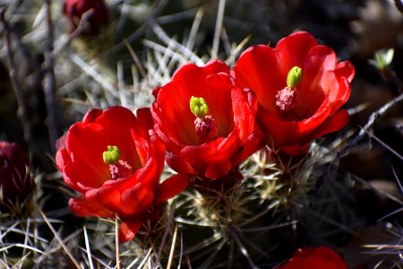 Trio of Claret Cups (35637761306) photo