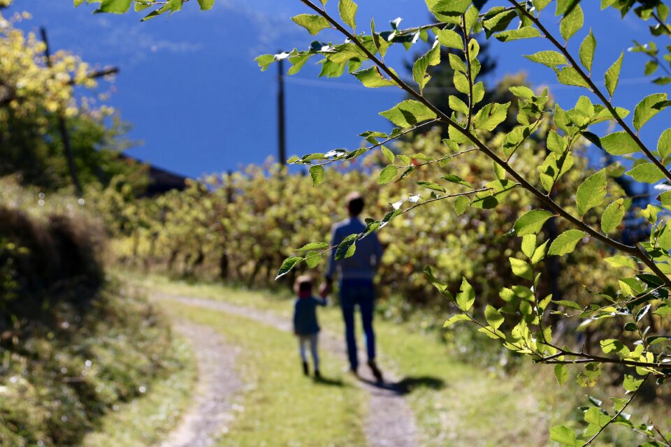 Apple wine family
