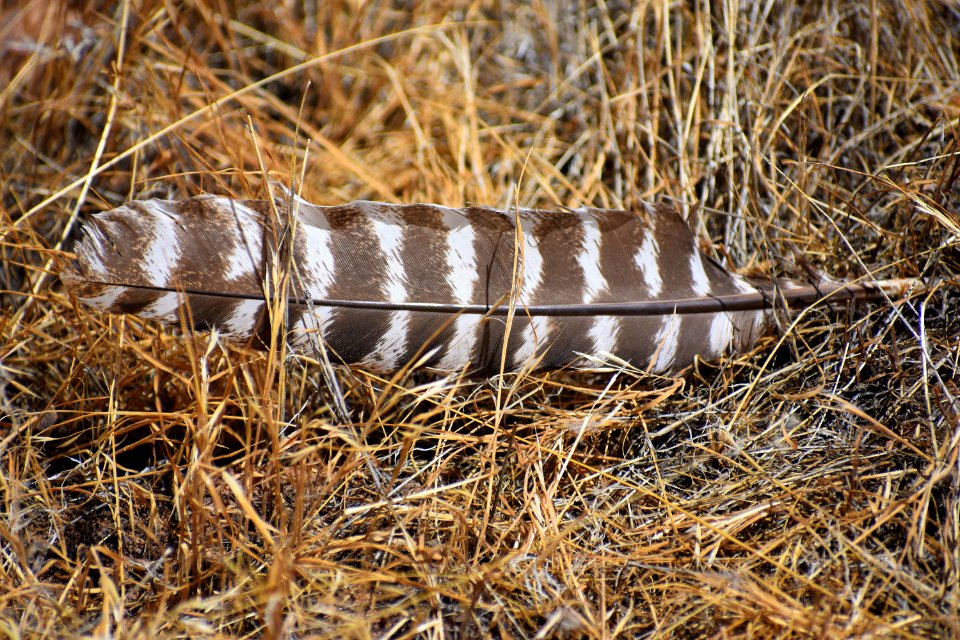 Turkey Feather (35547590641)