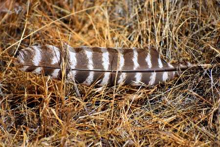 Turkey Feather (35547590641)
