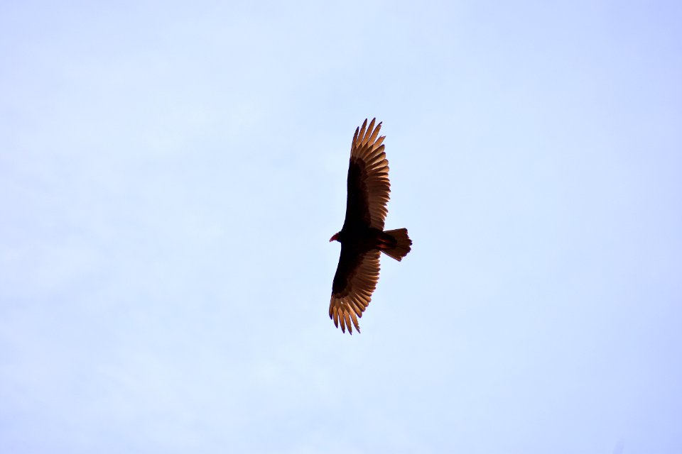 Turkey Vulture Soars (34868127323)