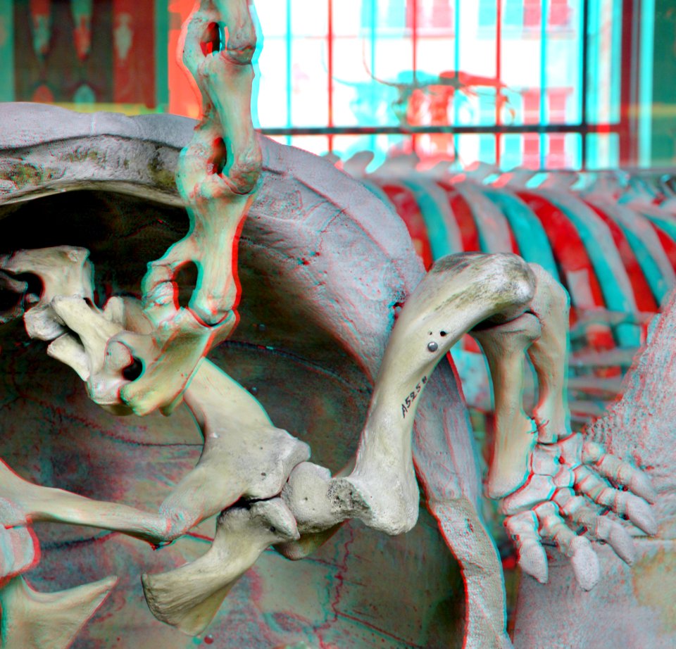 Turtle Skeleton 3D (15078940320)