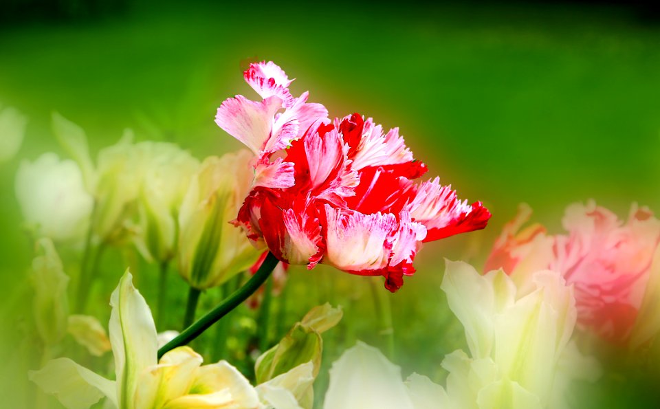 Tulip parrot 2 (48012533401)