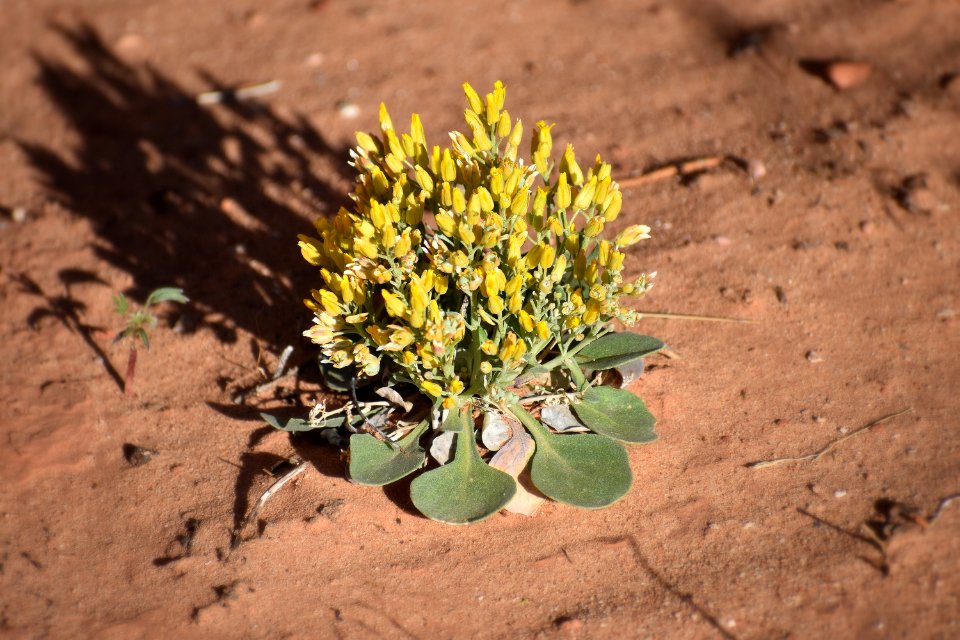 Twinpod bloom (35508367812)