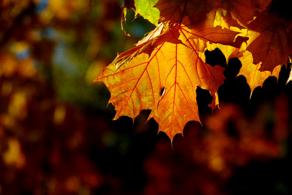 Maple season golden photo