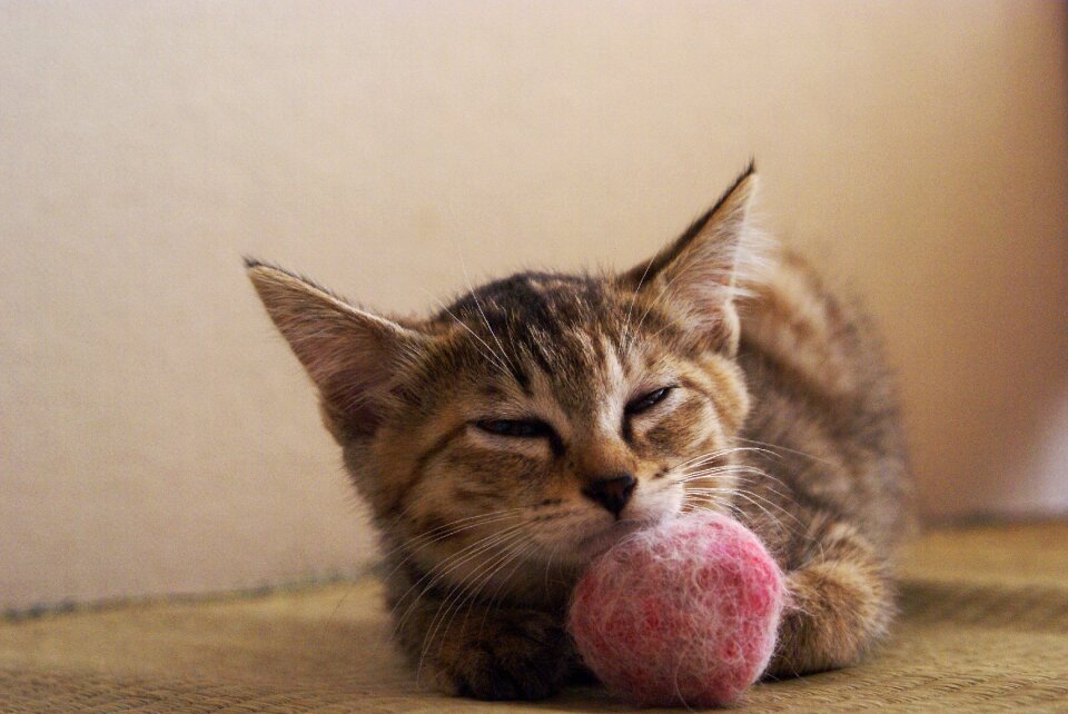Kitten japan cat cute