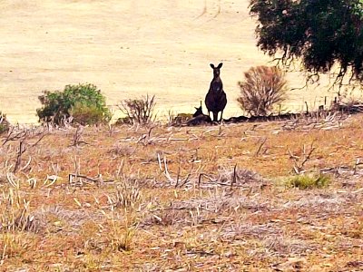 Two roos (33935180606)