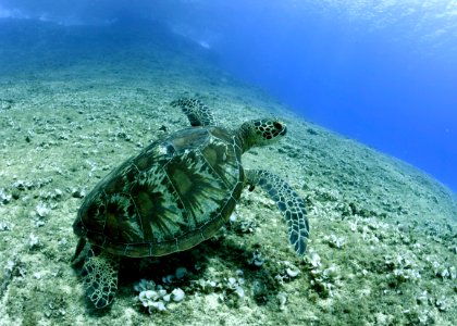Turtle (40400670721)