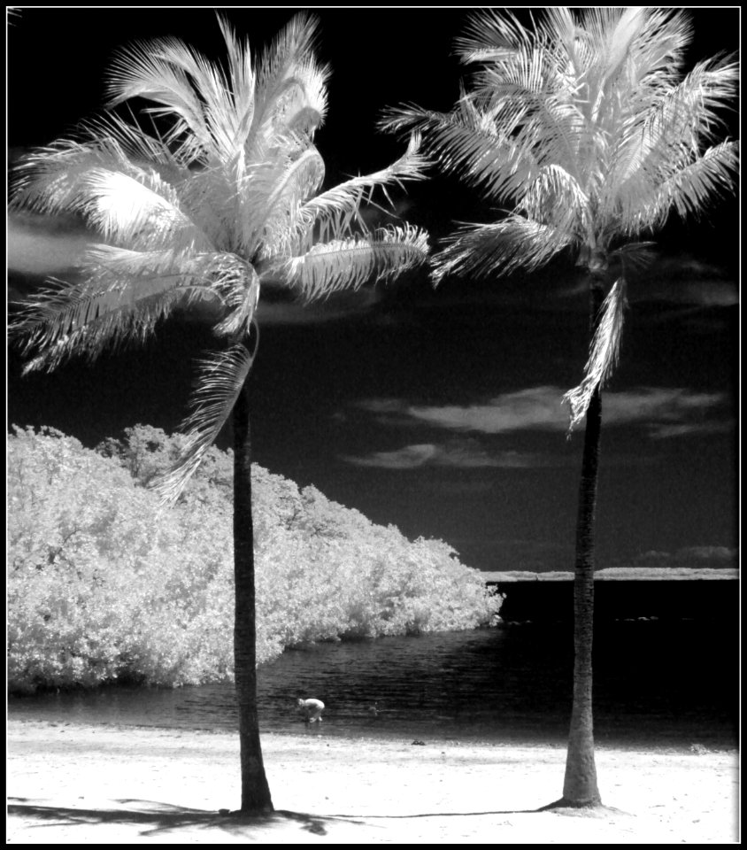 Twin palms (32789287836)