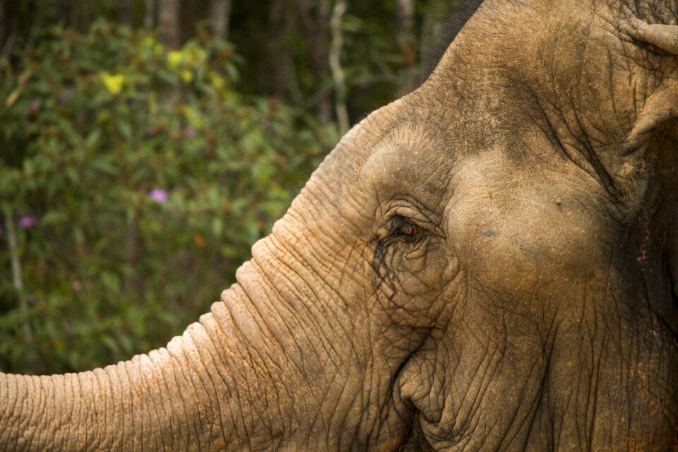 The head of the animal nature