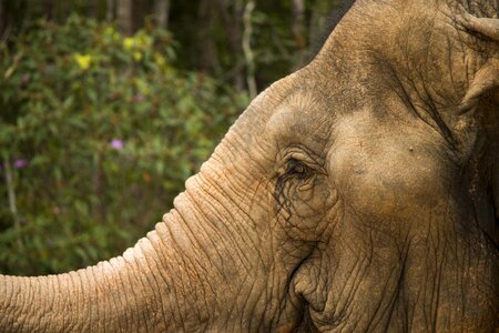 The head of the animal nature