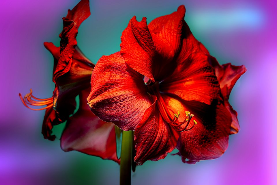 Têtes d'Amaryllis (49178499628)