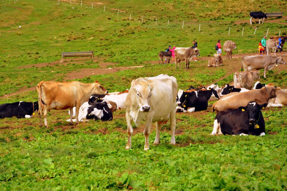 Pasture animals cows photo