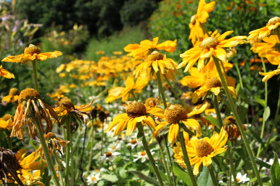 Yellow ordinary sonnenhut sunny yellow