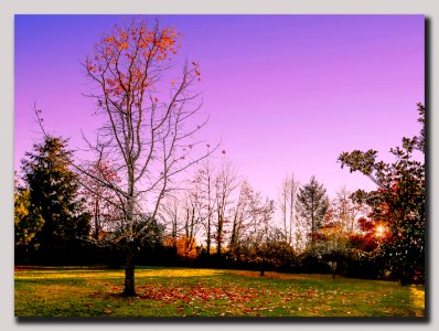 Un jardin un soir d' automne (31330492697)