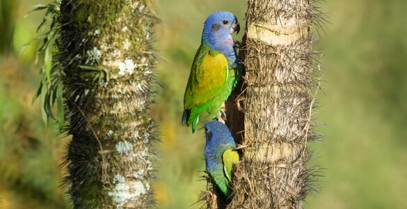 Tree birds wildlife armenia