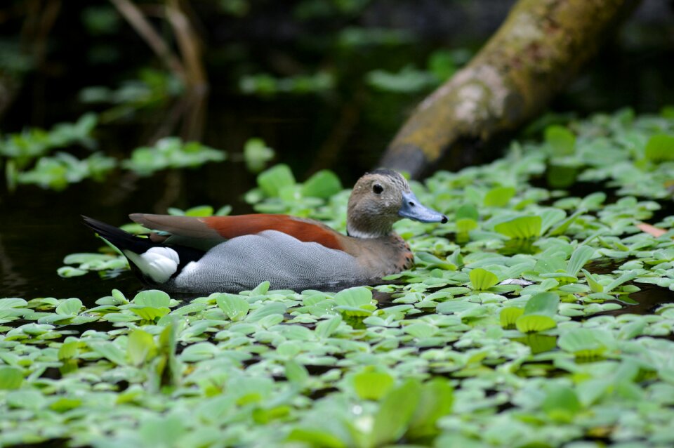 Animal world waters puddle