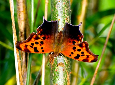 UNITED NATIONS “strengthen ties” with giant PESTICIDE pushers (51369960994)