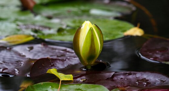 Flower water nature lily