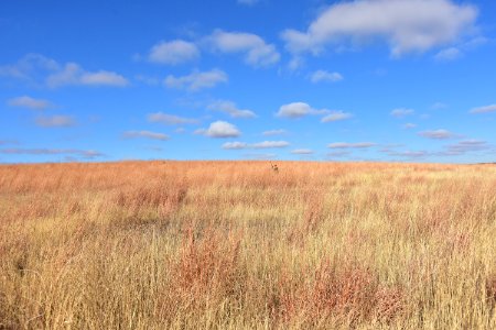 Upland game bird hunting (50615417151)
