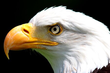 Nature white tailed eagle birds